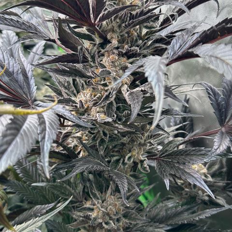 Misc x (LA Kush x Zkittles) #37 42.26g growlog timeline photo