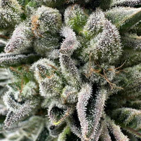 Misc x (LA Kush x Zkittles) #26 60.7g growlog timeline photo