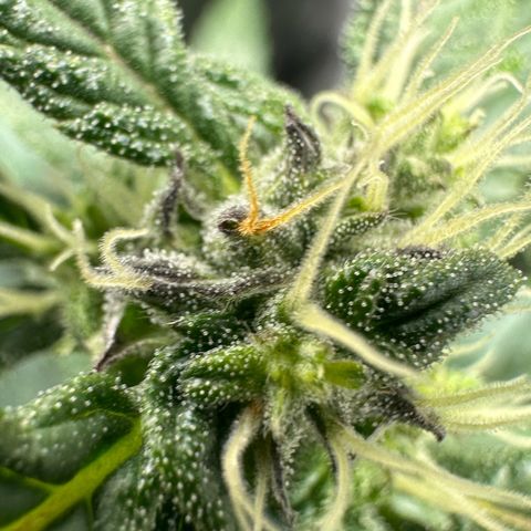 Auto Think Different  #1 growlog timeline photo