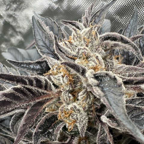 Misc x (LA Kush x Zkittles) #37 42.26g growlog timeline photo