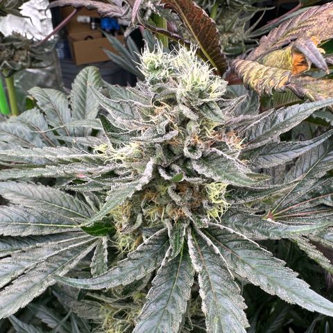 CxLAZ #14 53.59g growlog timeline photo