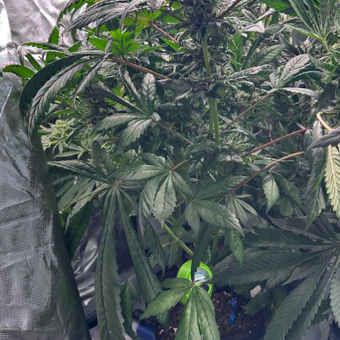 Misc x (LA Kush x Zkittles) #35 28.55g growlog timeline photo