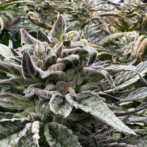 Misc x (LA Kush x Zkittles) #33 19.08g growlog timeline photo