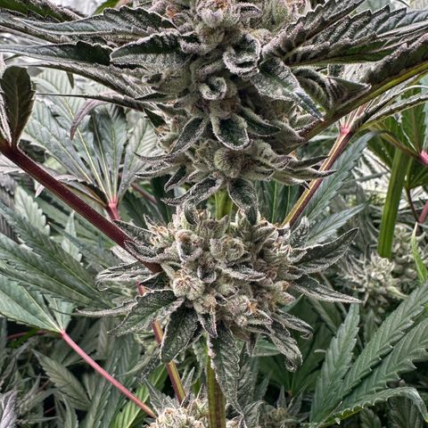 Misc x (LA Kush x Zkittles) #10 growlog timeline photo