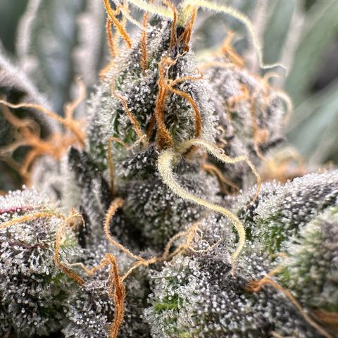 CxLAZ #11 50.28g growlog timeline photo