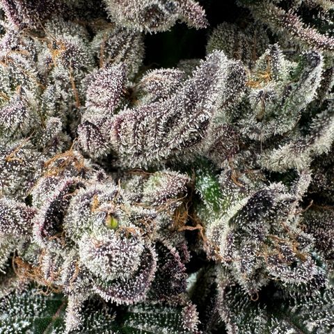 Misc x (LA Kush x Zkittles) #27 33.12g growlog timeline photo