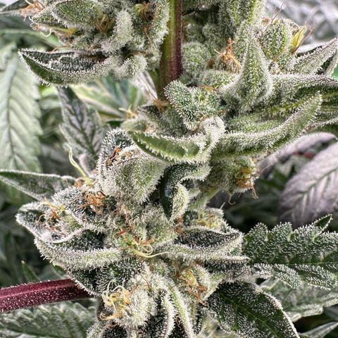 Misc x (LA Kush x Zkittles) #23 28.19g growlog timeline photo