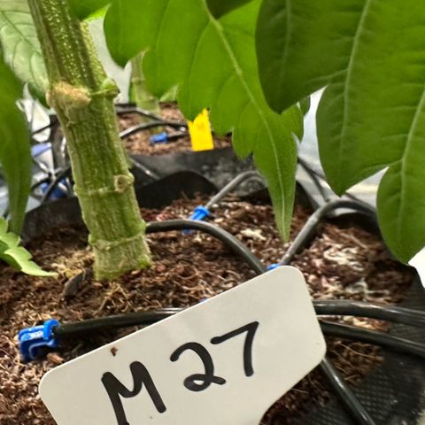 Misc x (LA Kush x Zkittles) #27 33.12g growlog timeline photo