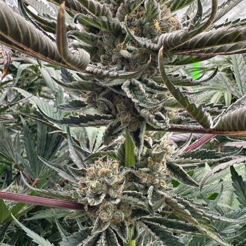 CxLAZ #16 50.72g growlog timeline photo