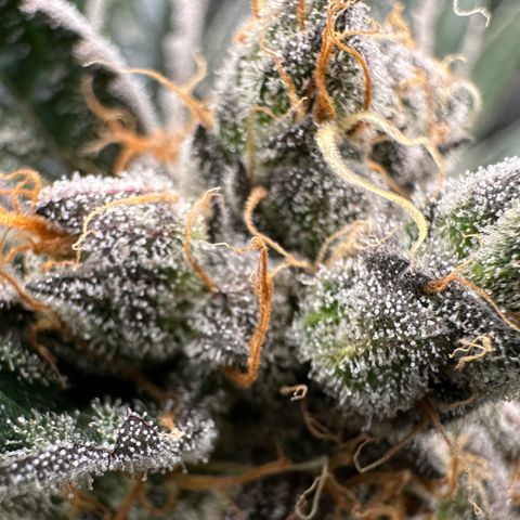 CxLAZ #11 50.28g growlog timeline photo
