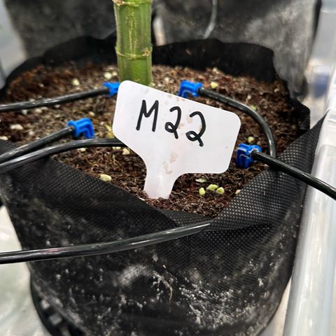 Misc x (LA Kush x Zkittles) #22 34.14g growlog timeline photo