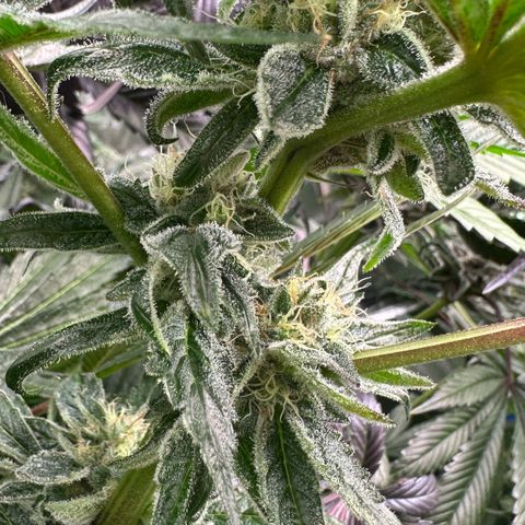 Misc x (LA Kush x Zkittles) #04 10.54g growlog timeline photo
