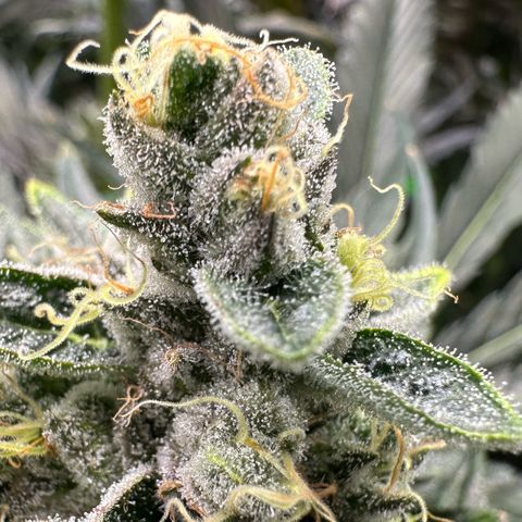 CxLAZ #06 growlog timeline photo