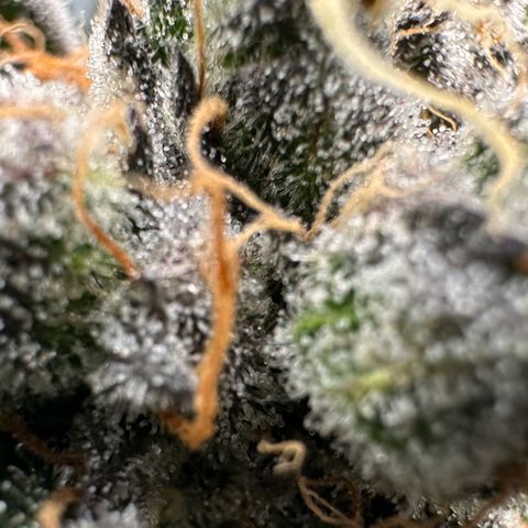 CxLAZ #11 50.28g growlog timeline photo