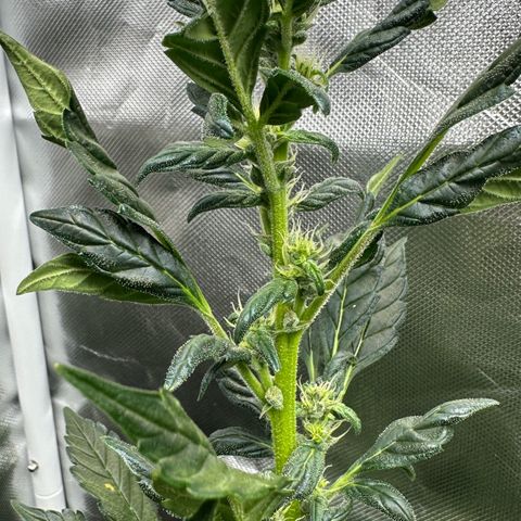 Auto Think Different  #3 growlog timeline photo