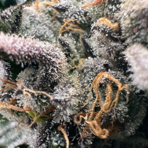 CxLAZ #31 58.75g growlog timeline photo
