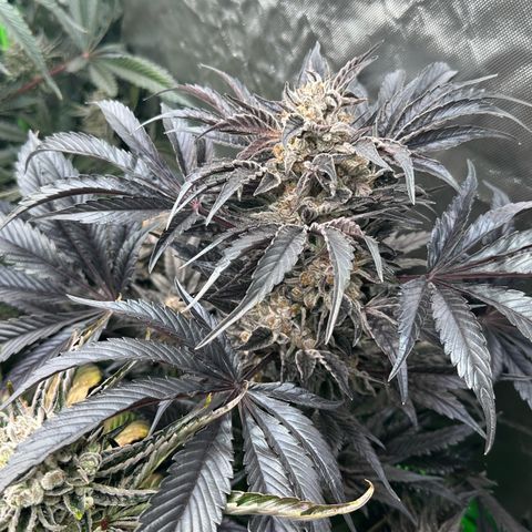 Misc x (LA Kush x Zkittles) #37 42.26g growlog timeline photo