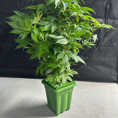 Fuel D.OG #1 Female 47.36g growlog timeline photo
