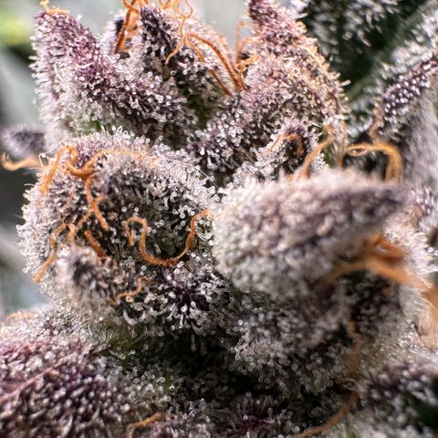 Misc x (LA Kush x Zkittles) #10 growlog timeline photo
