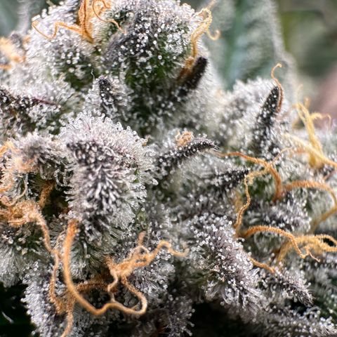 CxLAZ #31 58.75g growlog timeline photo