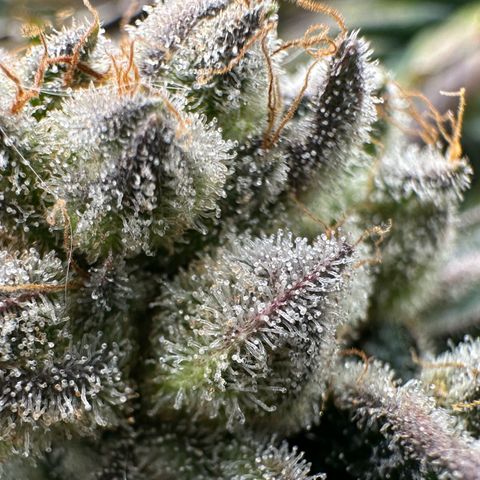 Misc x (LA Kush x Zkittles) #26 60.7g growlog timeline photo