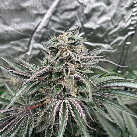 CxLAZ #03 45.52g growlog timeline photo