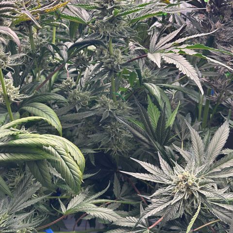 CxLAZ #06 growlog timeline photo