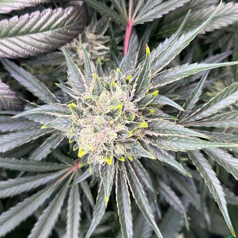 CxLAZ #15 52g growlog timeline photo