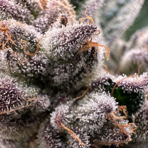 Misc x (LA Kush x Zkittles) #10 growlog timeline photo