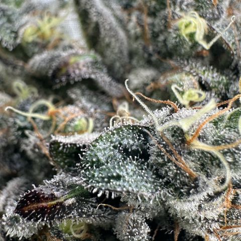 CxLAZ #24 37.13g growlog timeline photo