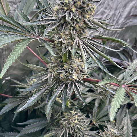 CxLAZ #24 37.13g growlog timeline photo