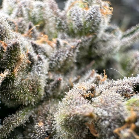 Misc x (LA Kush x Zkittles) #26 60.7g growlog timeline photo