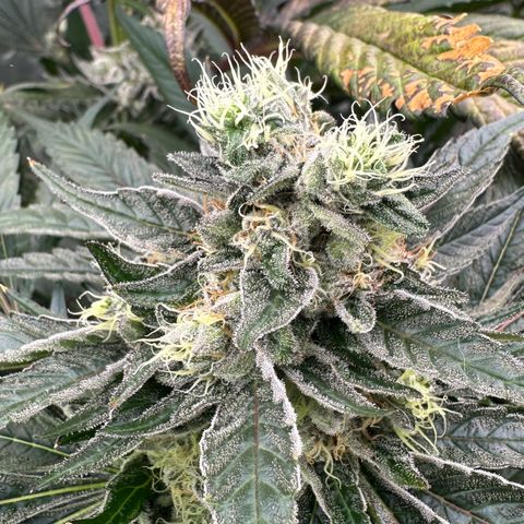 CxLAZ #14 53.59g growlog timeline photo