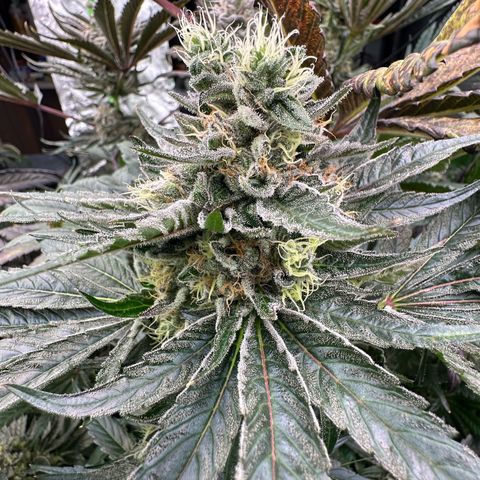 CxLAZ #14 53.59g growlog timeline photo