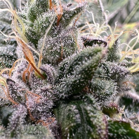 Misc x (LA Kush x Zkittles) #04 10.54g growlog timeline photo