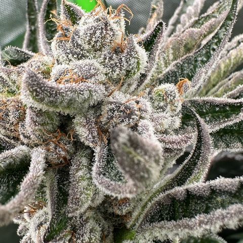 Misc x (LA Kush x Zkittles) #34 15.68g growlog timeline photo