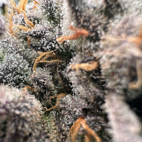 CxLAZ #31 58.75g growlog timeline photo