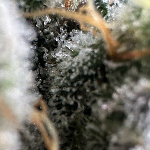CxLAZ #15 52g growlog timeline photo