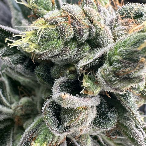Misc x (LA Kush x Zkittles) #23 28.19g growlog timeline photo