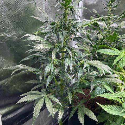 Auto Think Different  #1 growlog timeline photo