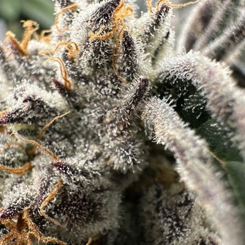 Misc x (LA Kush x Zkittles) #37 42.26g growlog timeline photo