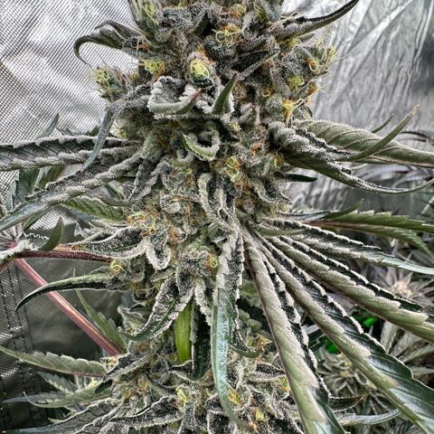 CxLAZ #24 37.13g growlog timeline photo