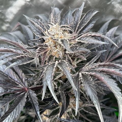 Misc x (LA Kush x Zkittles) #37 42.26g growlog timeline photo