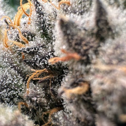 CxLAZ #31 58.75g growlog timeline photo