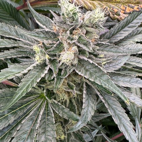 CxLAZ #14 53.59g growlog timeline photo