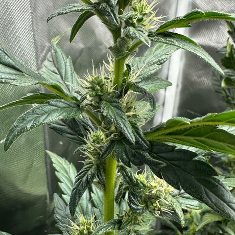 Auto Think Different  #1 growlog timeline photo