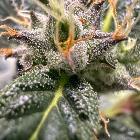 Auto Think Different  #1 growlog timeline photo