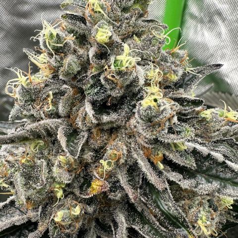 CxLAZ #24 37.13g growlog timeline photo