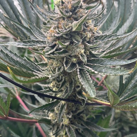 CxLAZ #31 58.75g growlog timeline photo