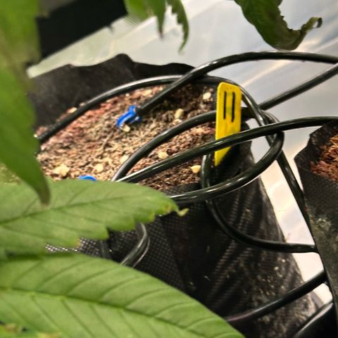 CxLAZ #11 50.28g growlog timeline photo